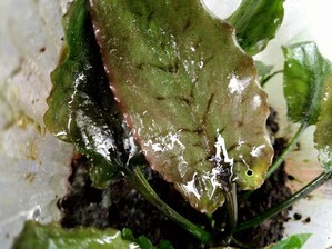 Cryptocoryne regina (sp. Silver Queen) - под водой