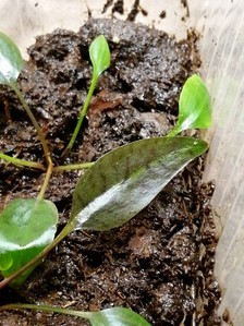 Cryptocoryne x Timahensis