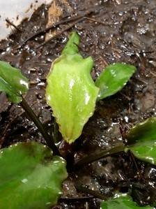 Cryptocoryne Isae