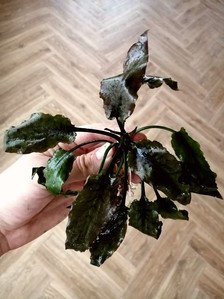 Cryptocoryne regina (sp. Silver Queen) - под водой