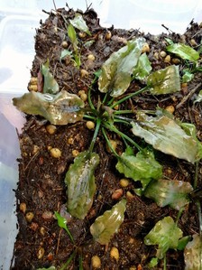 Cryptocoryne regina (sp. Silver Queen) - под водой