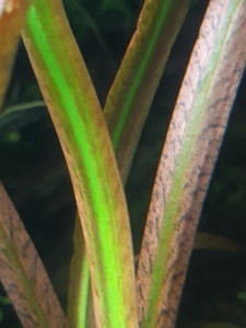 Cryptocoryne spiralis Red