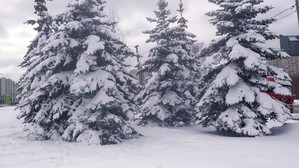 Мои аквариумы. Восстановление после переезда