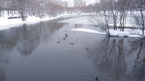 Мои аквариумы. Восстановление после переезда