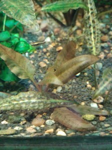 Cryptocoryne Pontederiifolia "Red Lips" Aceh