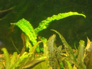 Криптокорина апоногетонолистная (Cryptocoryne aponogetifolia)