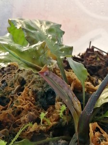 Cryptocoryne auriculata (Криптокорина аурикулата)