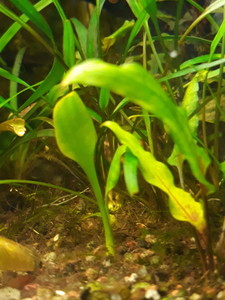 Cryptocoryne lingua (Криптокорина лингва)