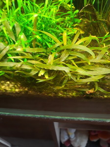 Криптокорина Валкера (Cryptocoryne walkerii)