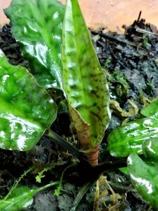 Cryptocoryne auriculata (Криптокорина аурикулата)