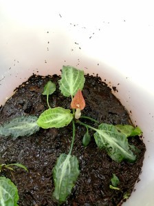 Cryptocoryne nurii