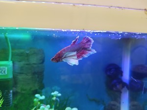 Фотографии наших Betta splendens