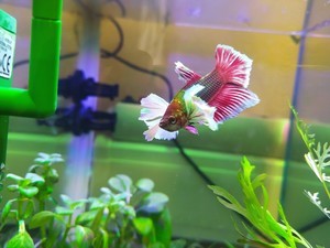 Фотографии наших Betta splendens