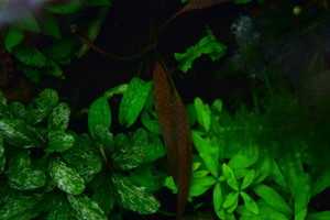 Cryptocoryne Аlbida 'Krasnaya' 2019 г.