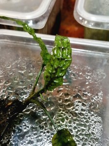 Cryptocoryne bullosa (Криптокорина буллоза)