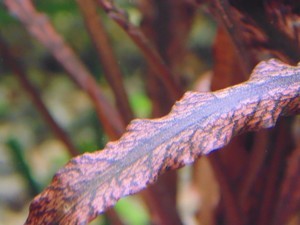 Cryptocoryne sp. 'Maharashtra Red'  и Cryptocoryne Spiralis “Tiger”.