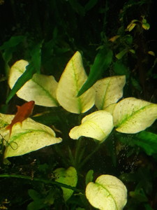 Anubias barteri var. caladiifolia "Panda.