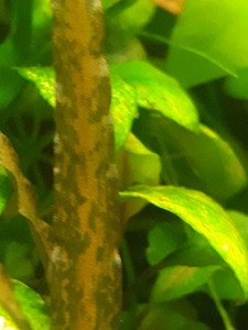 Cryptocoryne Spiralis f. “Black”