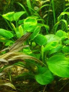 Анубиас Нанги (Anubias «Nangi»)