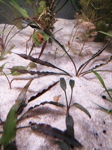 Cryptocoryne Spiralis f. “Black”