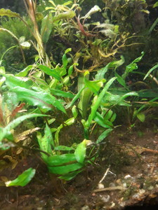 Cryptocoryne scurrilis (Криптокорина шутовидная).