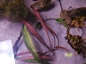 Вариации на тему Cryptocoryne spiralis