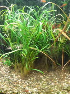 Cryptocoryne Schola forest