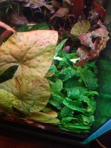 Cryptocoryne scurrilis (Криптокорина шутовидная).