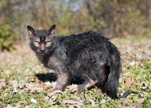 Котенки, кошки и коты нереальной красоты - просто любуемся...