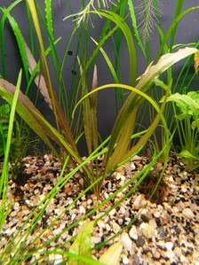 Cryptocoryne Spiralis f. “Black”