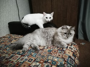 Котенки, кошки и коты нереальной красоты - просто любуемся...