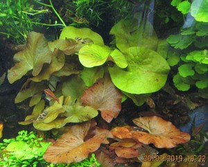 Nymphaea sp. "Red Dwarf" Tapajos