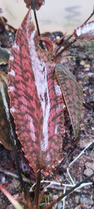 Cryptocoryne striolata (Криптокорина стриолата)