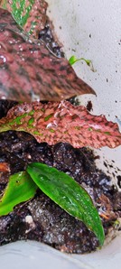 Cryptocoryne striolata (Криптокорина стриолата)