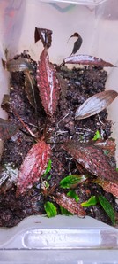 Cryptocoryne striolata (Криптокорина стриолата)