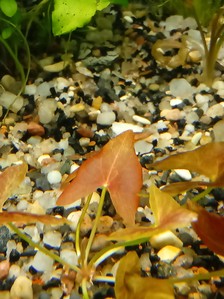 Nymphaea sp. "Red Dwarf" Tapajos