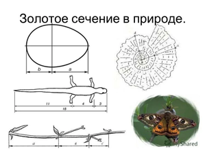 2. Принципы гармоничного расположения камней в аквариуме