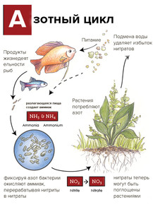 3. Принципы расположения коряг в аквариуме