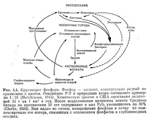 3. Принципы расположения коряг в аквариуме