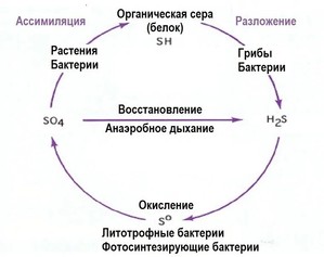 3. Принципы расположения коряг в аквариуме