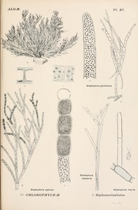 Кладофора - Cladophora Glomerata