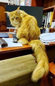 Котенки, кошки и коты нереальной красоты - просто любуемся...