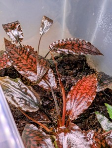 Cryptocoryne striolata (Криптокорина стриолата)