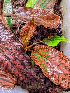 Cryptocoryne striolata (Криптокорина стриолата)