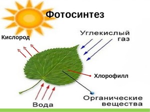 Откуда растение берет углерод для своего роста?