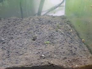 Chihiros aqua soil. Есть ли опыт у форумчан?