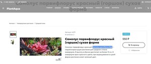 как называются растения на фотографии?