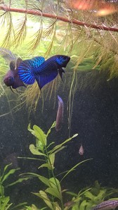 Betta mahachaiensis, подростки.