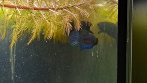 Betta mahachaiensis, подростки.