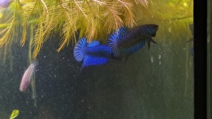 Betta mahachaiensis, подростки.